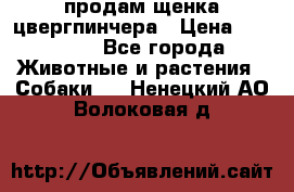 продам щенка цвергпинчера › Цена ­ 15 000 - Все города Животные и растения » Собаки   . Ненецкий АО,Волоковая д.